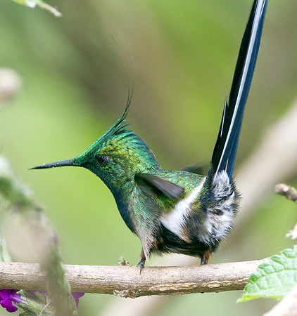 Wire-crested Thorntail (Discosura popelairii)