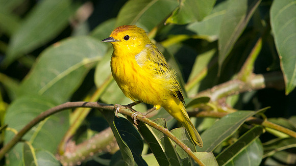 Yellow Warbler (Setophaga petechial)
