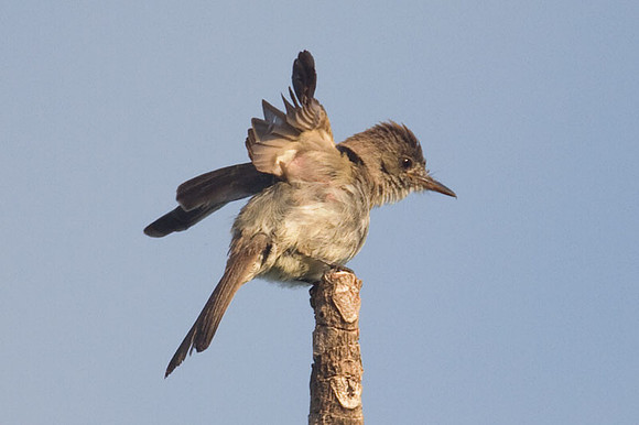Tropical Pewee (Contopus cinereus)