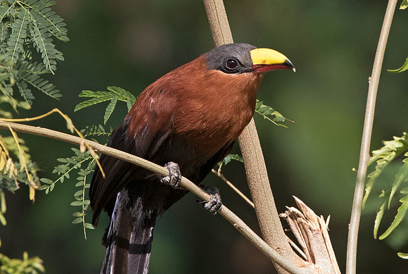 Yellow-billed malkoha (Phaenicophaeus calyorhynchus