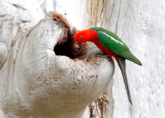Australian king parrot (Alisterus scapularis) Male