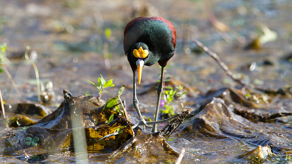 Northern Jacana (Jacana spinosa)