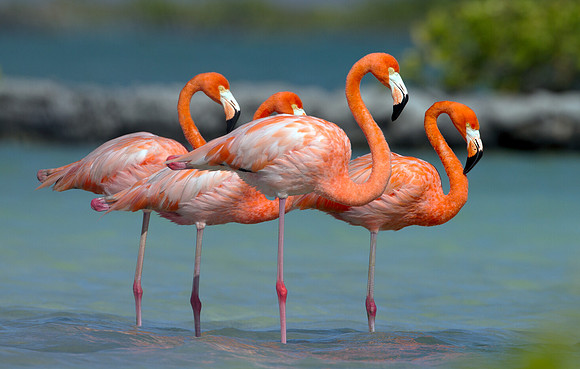 American Flamingo (Phoenicopterus ruber)