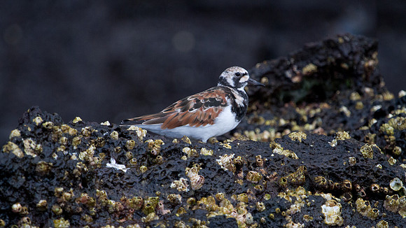 Ruddy Turnstone (Arenaria interpres)