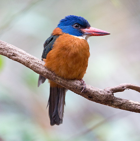 Green-backed kingfisher (Actenoides monachus) Male