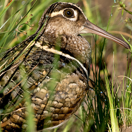 Greater painted-snipe (Rostratula benghalensis) Male