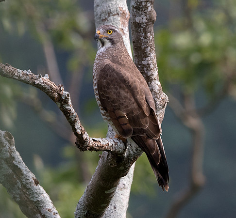 Grey-faced buzzard (Butastur indicus)