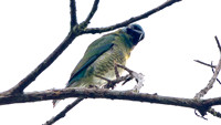 Swallow Tanager (Tersina viridis)