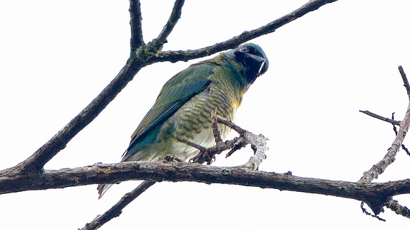 Swallow Tanager (Tersina viridis)