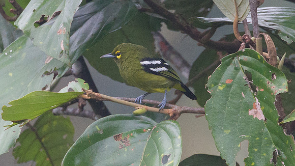 Green Iora (Aegithina viridissima)