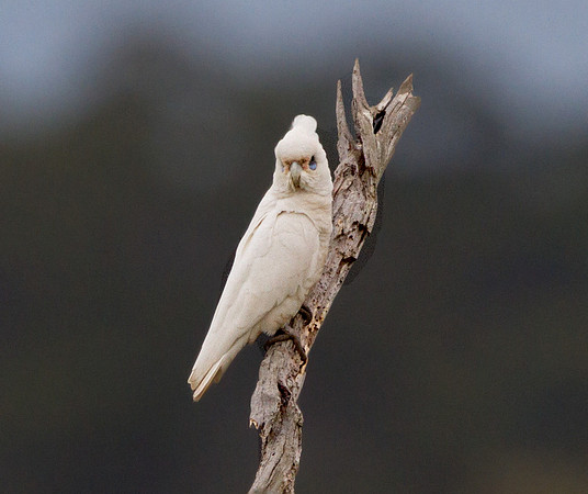 Little corella (Cacatua sanguinea)