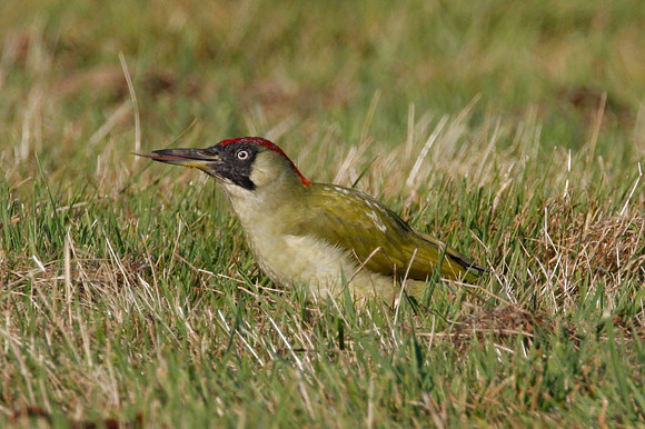Green Woodpecker (Picus viridis) female