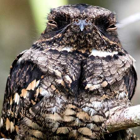 Philippine nightjar (caprimulgus manillensis)