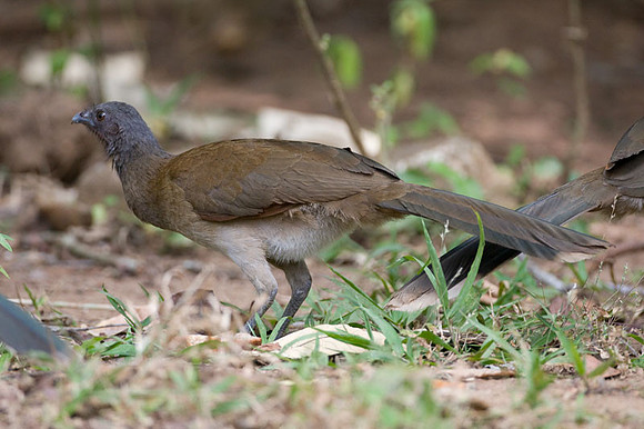 Grey-headed Chachalaca (Ortalis cinereiceps)