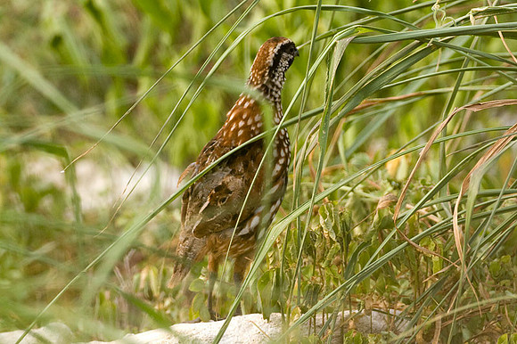 Black-throated Bobwhite (Colinus nigrogularis) male; also known as Yucatan Bobwhite