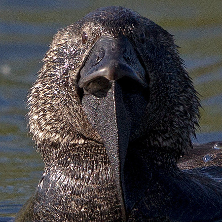 Musk duck (Biziura lobata)