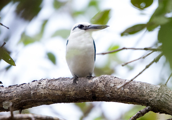 Beach kingfisher (Todiramphus saurophaga)