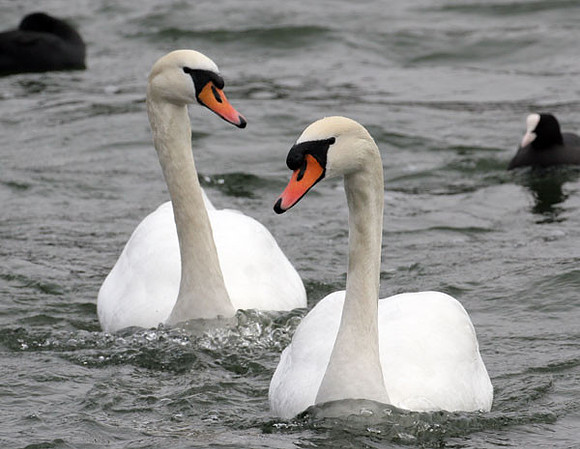 Mute Swan (Cygnus olor)