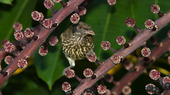 Palmchat (Dulus dominicus)