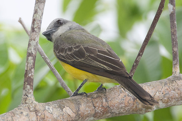Tropical Kingbird (Tyrannus melancholicus)