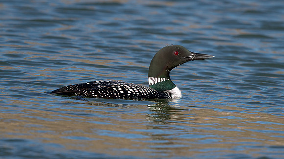 Common Loon (Gavia immer)