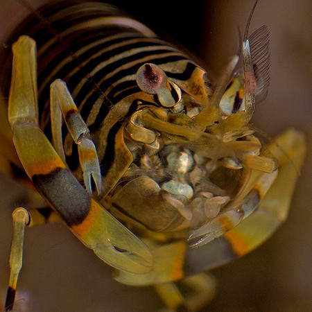 Striped Bumble Bee Shrimp (Gnathophyllum americanum)