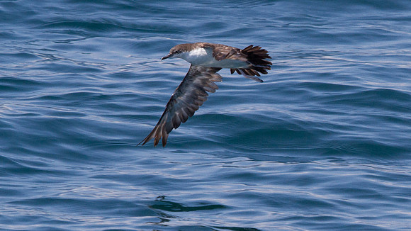 Galápagos Shearwater (Puffinus subalaris)