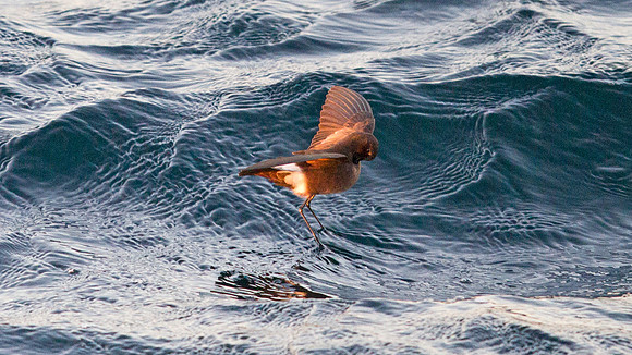 Elliot's Storm-Petrel (Oceanites gracilis)
