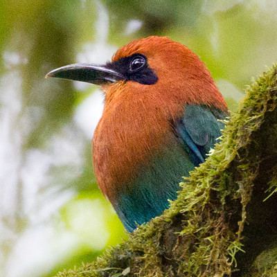 Broad-billed Motmot (Electron platyrhynchum)