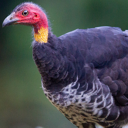 Australian Brush-Turkey (Alectura lathami)