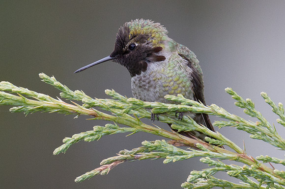 Anna's Hummingbird (Calypte anna)