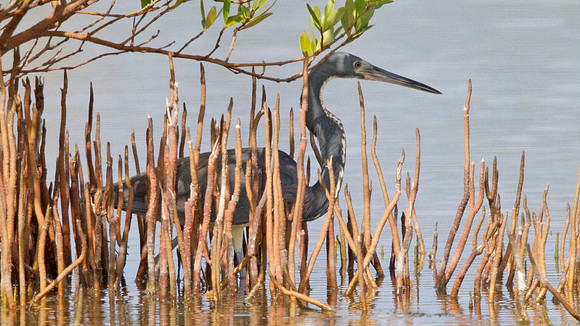 Great Blue Heron (Ardea herodias)