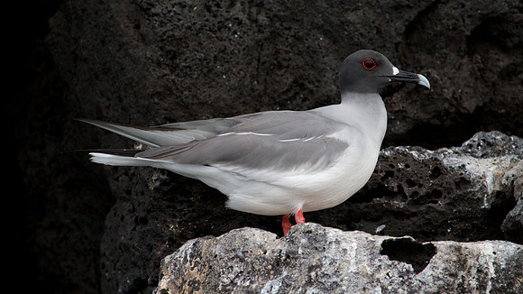 Swallow-tailed Gull (Creagrus furcatus)