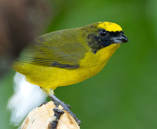 Thick-billed Euphonia (Euphonia laniirostris)