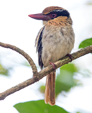 Scaly-breasted kingfisher (Actenoides princeps) Juv