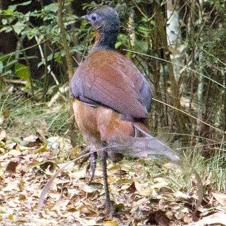 Albert's lyrebird (Menura alberti) Male