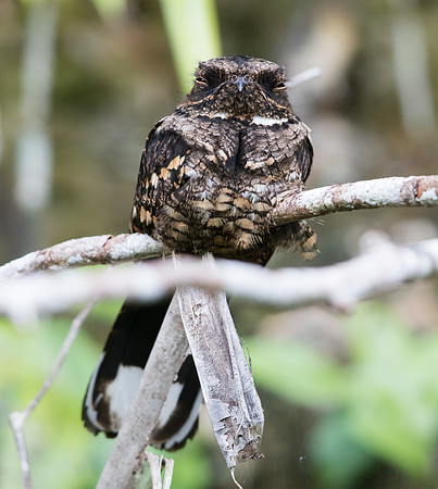 Philippine nightjar (caprimulgus manillensis)