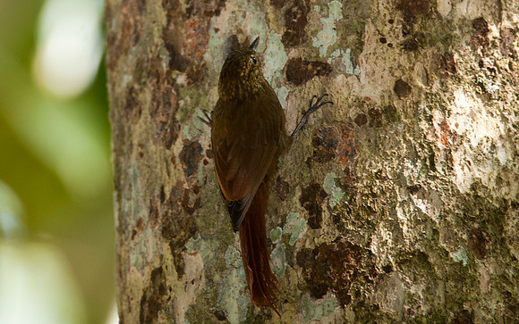 Wedge-billed Woodcreeper (Glyphorynchus spirurus)