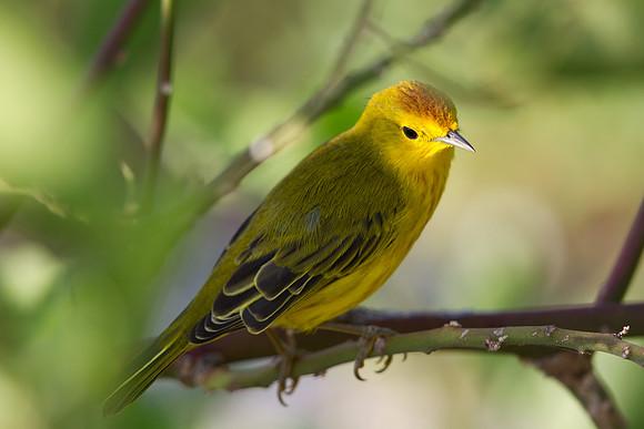 Yellow Warbler (Setophaga petechia)