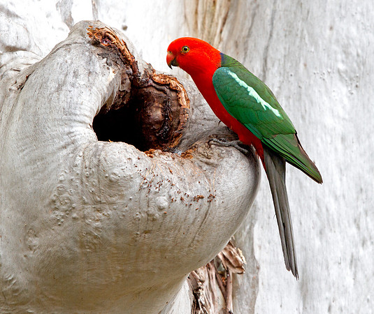 Australian king parrot (Alisterus scapularis) Male