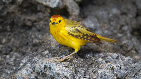 Yellow Warbler (Setophaga petechial)