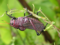 Bug