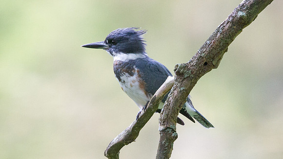 Belted kingfisher (Megaceryle alcyon)