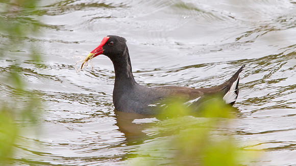 Common Moorhen (Gallinula chloropus)