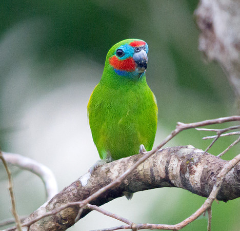 Double-eyed fig parrot (Cyclopsitta diophthalma)