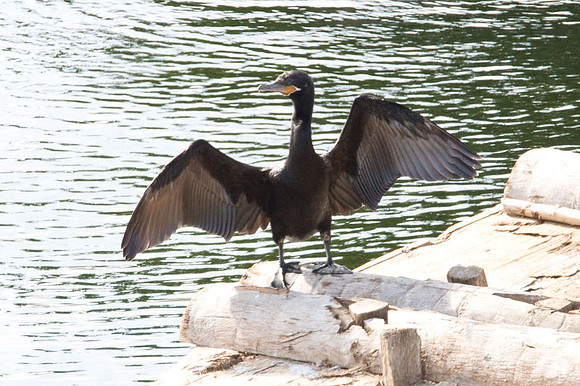 Neotropic Cormorant (Phalacrocorax brasilianus) also known as Olivaceous Cormorant