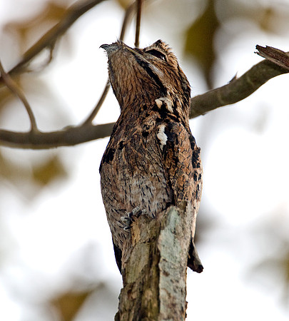 Common Potoo (Nyctibius griseus)