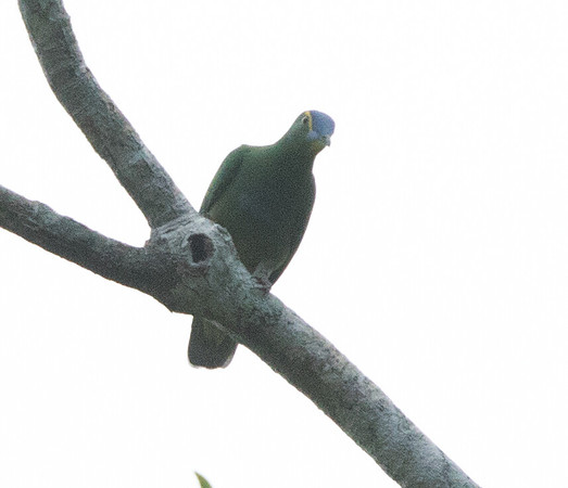 Blue-capped fruit dove (Ptilinopus monacha)