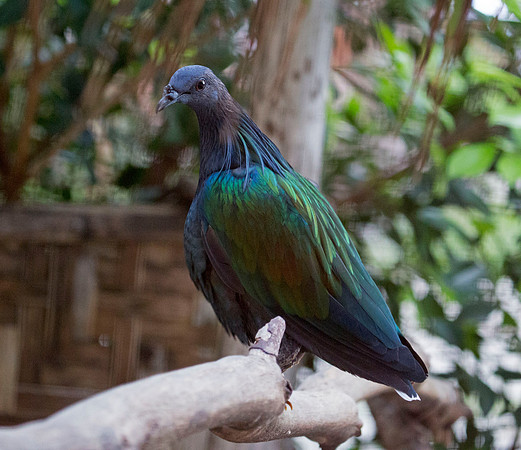 Nicobar pigeon (Caloenas nicobarica)