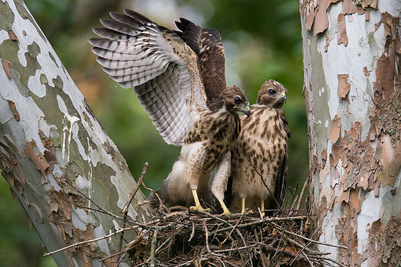 Red-shouldered Hawk (Buteo lineatus) juvenile